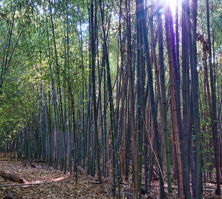 Bamboo Forest Rutgers Gardens (East&nbspBrunswick,&nbspNJ)